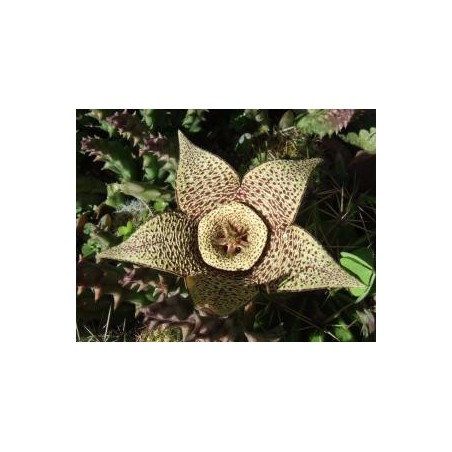 Orbea Variegata* (Life force cactus) élixir 15ml