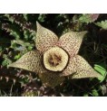 Orbea Variegata (Life force cactus) élixir