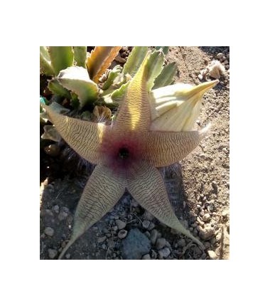 Stapelia Desmetiana* (Earth star cactus) élixir 15ml