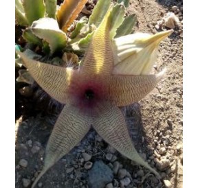 Stapelia Desmetiana (Earth star cactus) élixir