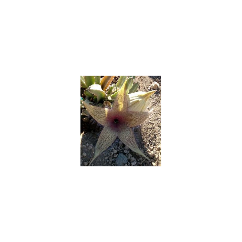 Stapelia Desmetiana* (Earth star cactus) élixir 15ml
