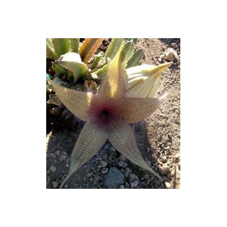 Stapelia Desmetiana* (Earth star cactus) élixir 15ml