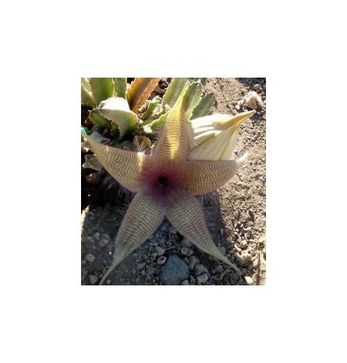 Stapelia Desmetiana (Earth star cactus) élixir