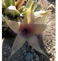 Stapelia Desmetiana (Earth star cactus) élixir Stapelia Desmetiana (Earth star cactus) élixir