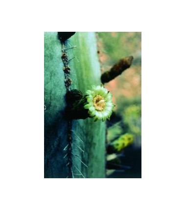 Stenocereus Marginatus* (Noble heart cactus) élixir 15ml