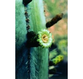 Stenocereus Marginatus (Noble heart cactus) élixir