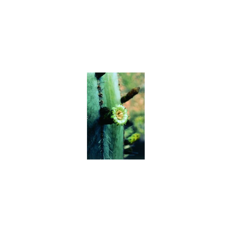 Stenocereus Marginatus* (Noble heart cactus) élixir 15ml