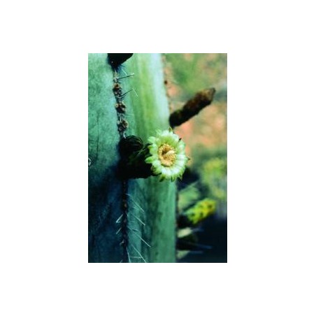 Stenocereus Marginatus* (Noble heart cactus) élixir 15ml