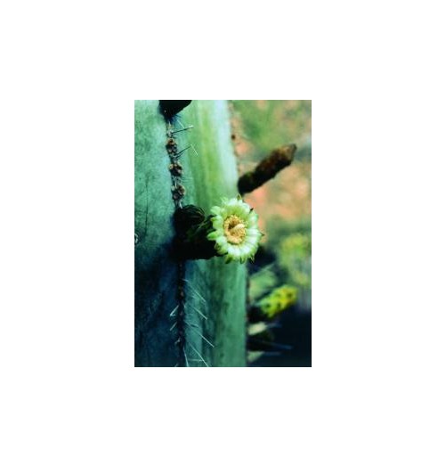 Stenocereus Marginatus (Noble heart cactus) élixir