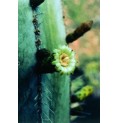Stenocereus Marginatus* (Noble heart cactus) élixir 15ml
