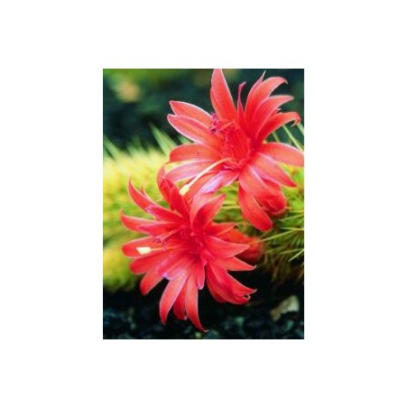Seticereus icosagonus* (Love Cactus) élixir 15ml