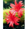 Seticereus icosagonus* (Love Cactus) élixir 15ml