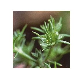 Alène/Scleranthus élixir