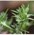 Alène/Scleranthus* Alène/Scleranthus*