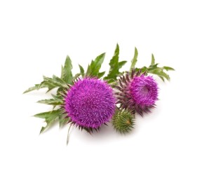 Chardon marie bio. Détoxification du foie.