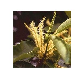 Châtaignier/Sweet Chesnut élixir