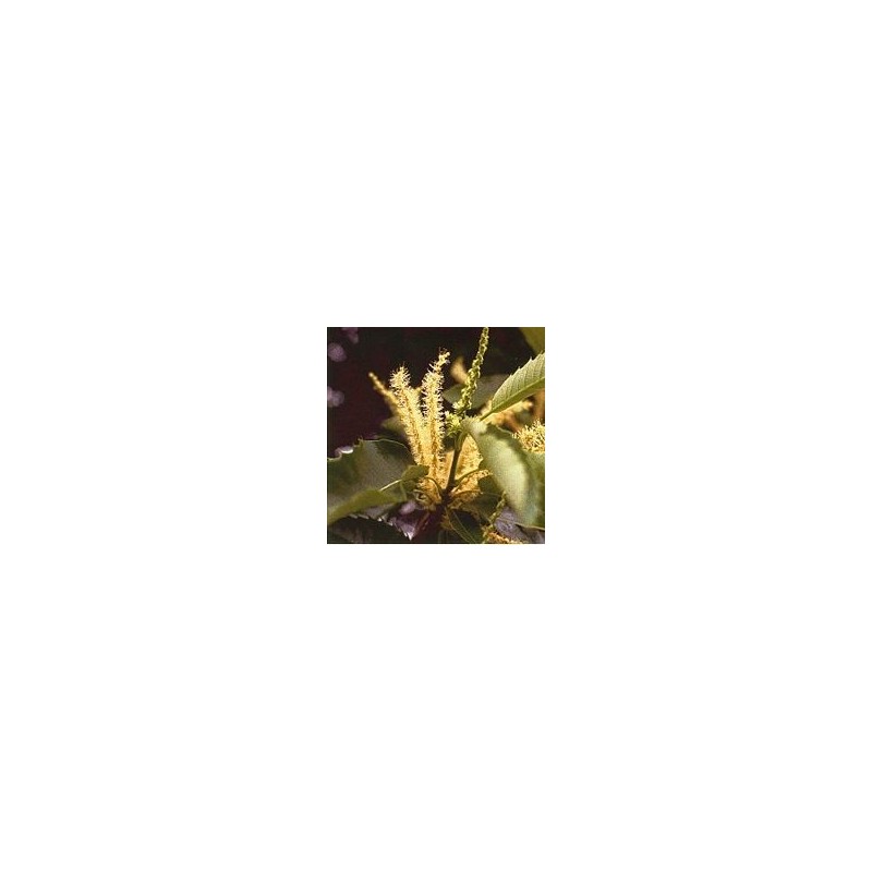 Châtaignier/Sweet Chesnut*