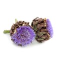 Artichaut Bio Granula Herba 40 gélules Artichaut Bio Granula Herba 40 gélules