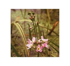 Hottonie des Marais/Water Violet élixir