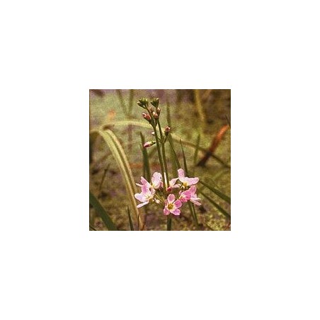 Hottonie des Marais/ Water Violet*