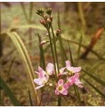 Hottonie des Marais/ Water Violet* Hottonie des Marais/ Water Violet*