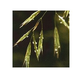 Folle Avoine/Wild Oat élixir