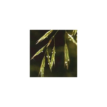 Folle Avoine/Wild Oat*