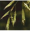 Folle Avoine/Wild Oat* Folle Avoine/Wild Oat*