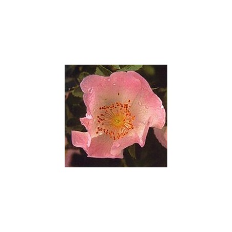 Eglantier/Wild Rose*