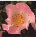 Eglantier/Wild Rose*