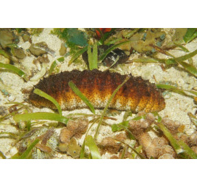 Concombre de mer (Holothuroidea) élixir