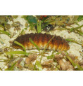 Concombre de mer (Holothuroidea) élixir Concombre de mer (Holothuroidea) élixir