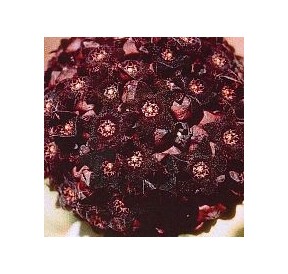 Caralluma Russelliana (Shadow cactus) élixir