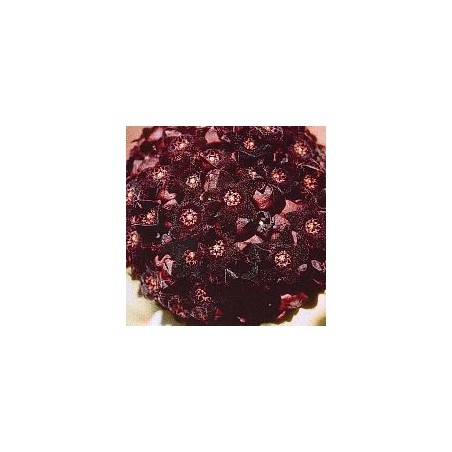 Caralluma Russelliana* (Shadow cactus) élixir 15ml