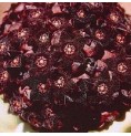 Caralluma Russelliana* (Shadow cactus) élixir 15ml Caralluma Russelliana* (Shadow cactus) élixir 15ml