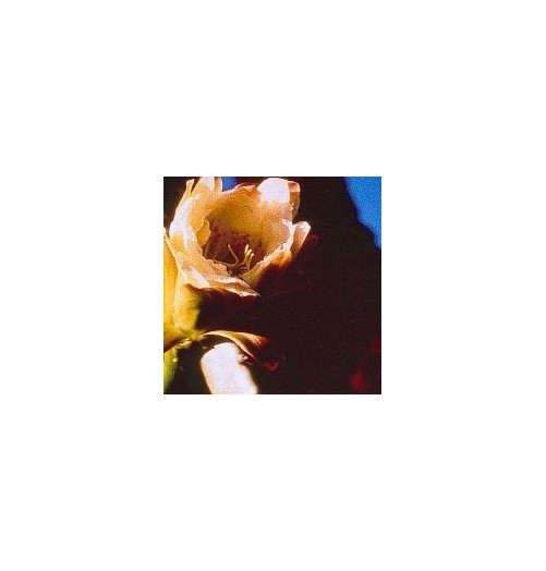 Cereus Peruvianus (Radiation protection cactus) élixir