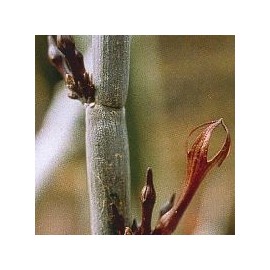 Céropégia Fusca* (Release Cactus) élixir 15ml