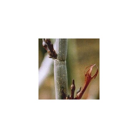 Céropégia Fusca* (Release Cactus) élixir 15ml