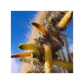 Cleistocactus Ritteri* (Inner Cleansing Cactus) élixir 15ml