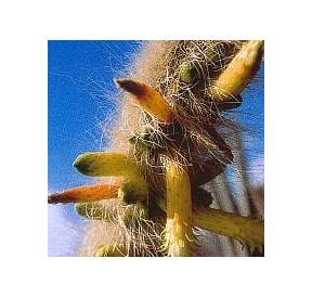 Cleistocactus Ritteri (Inner Cleansing Cactus) élixir