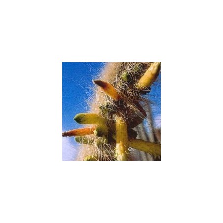 Cleistocactus Ritteri* (Inner Cleansing Cactus) élixir 15ml