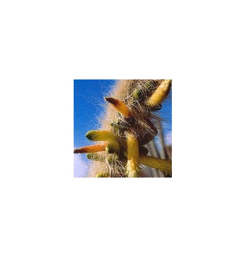 Cleistocactus Ritteri (Inner Cleansing Cactus) élixir