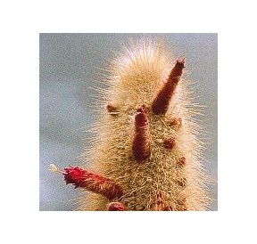 Cleistocactus Strausii (Aura Cleansing Cactus) élixir