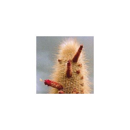 Cleistocactus Strausii*  (Aura Cleansing Cactus) élixir 15ml