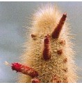 Cleistocactus Strausii* (Aura Cleansing Cactus) élixir 15ml Cleistocactus Strausii* (Aura Cleansing Cactus) élixir 15ml