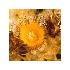 Echinocactus Grusonii* (Golden Barrel Cactus) élixir 15ml