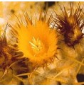 Echinocactus Grusonii (Golden Barrel Cactus) élixir Echinocactus Grusonii (Golden Barrel Cactus) élixir