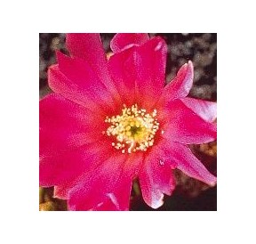 Echinocereus (Beauty Cactus) élixir