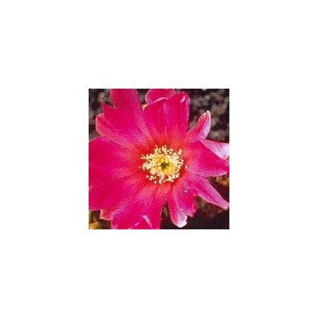 Echinocereus*