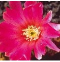 Echinocereus (Beauty Cactus) élixir